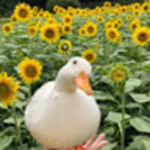 Meet your Posher, Jack